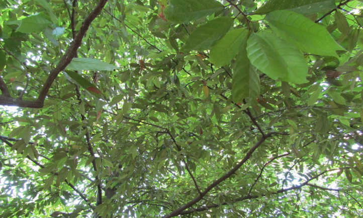 Nutmeg tree canopy