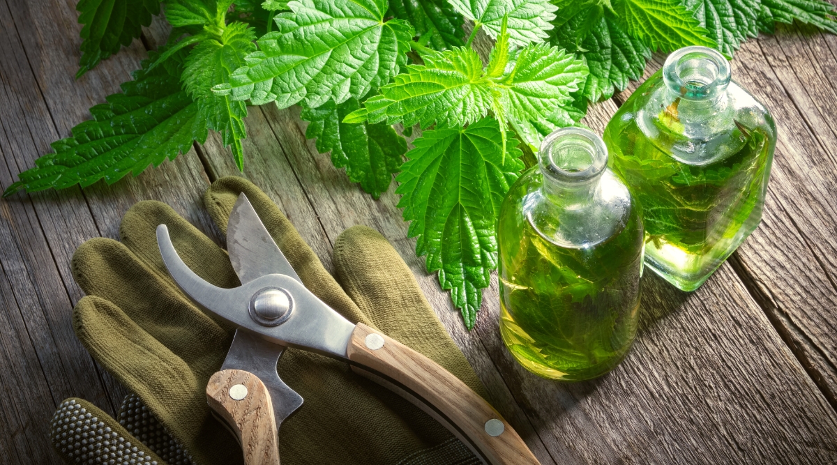Top view, closeup of clean pruners, gardening gloves, two bottles of oil and sprigs of fresh mint on a wooden table. Khaki gloves, pruners with wooden handle. Mint leaves are small, bright green, heart-shaped with serrated edges. Oil bottles are small, transparent with thin necks.