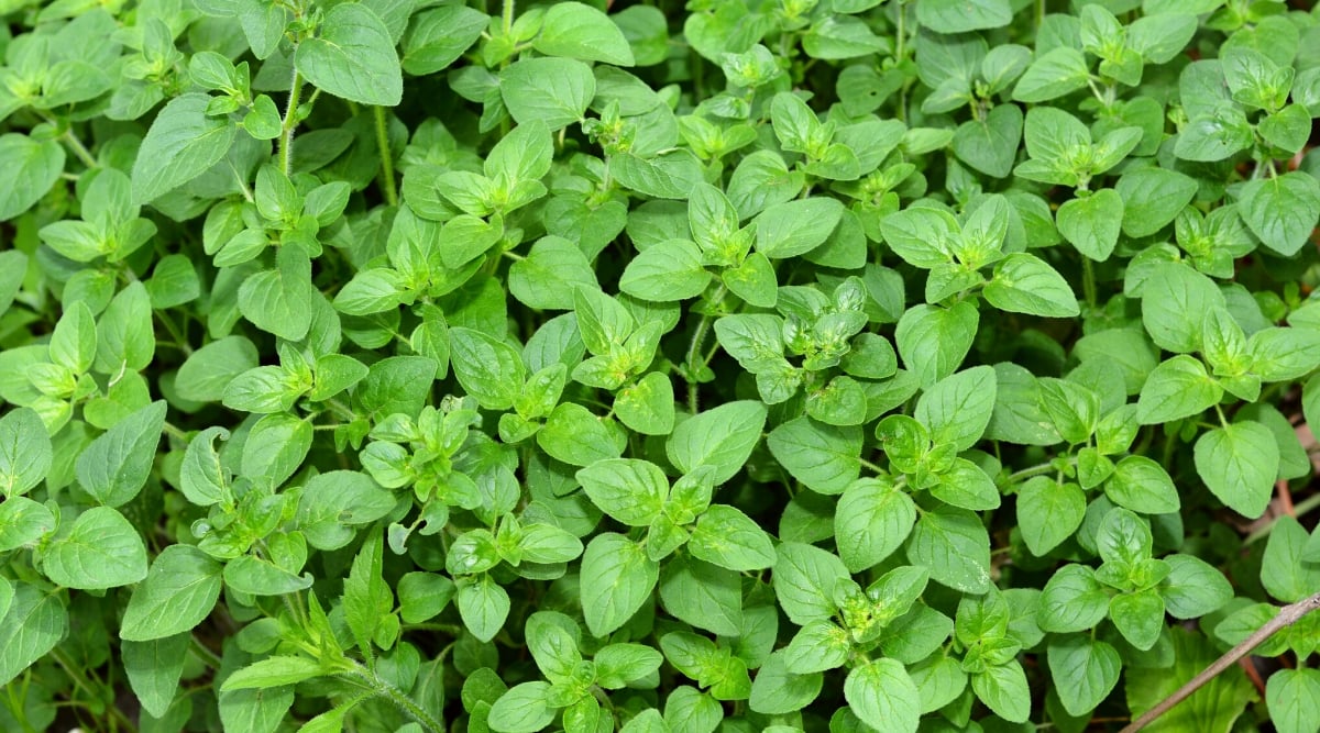 Top view, close-up of growing oregano in the garden. Oregano is a perennial herb with a dense and spreading habit. The leaves of the plant are small, oval-shaped, dark green in color, located opposite each other along the stem.