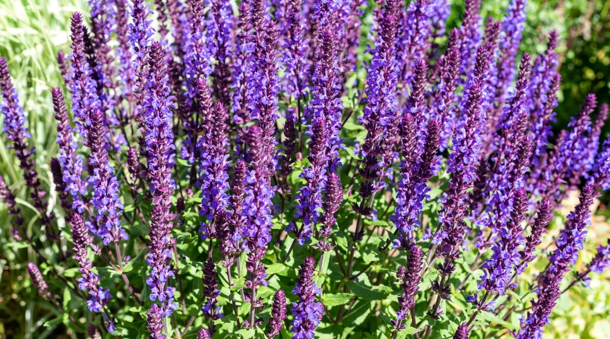 Close-up of Ornamental Sage, scientifically known as Salvia, flowering plants in a sunny garden. The leaves of ornamental sage are elongated, lanceolate in shape and are known for their fragrant scent. The leaves are green and covered with fine hairs, giving them a slightly fluffy or velvety texture. The leaves are arranged in pairs along the stems. The flowers grow on tall strong stems that rise above the foliage. The flowers are purple, tubular in shape with two-lipped petals.