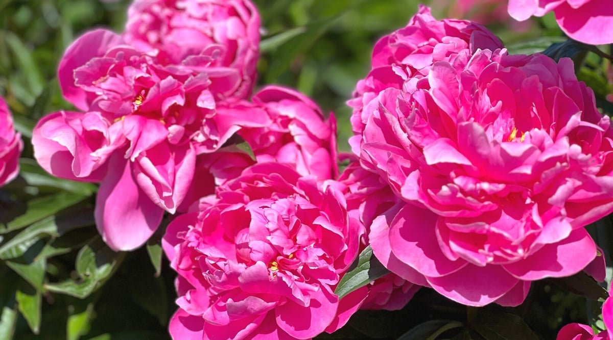 Close-up of blooming peony flowers in a sunny garden. Peony leaves are dark green, glossy, deeply dissected or divided. The flowers are large, double, lush, full, cup-shaped, with several layers of rounded bright pink petals.