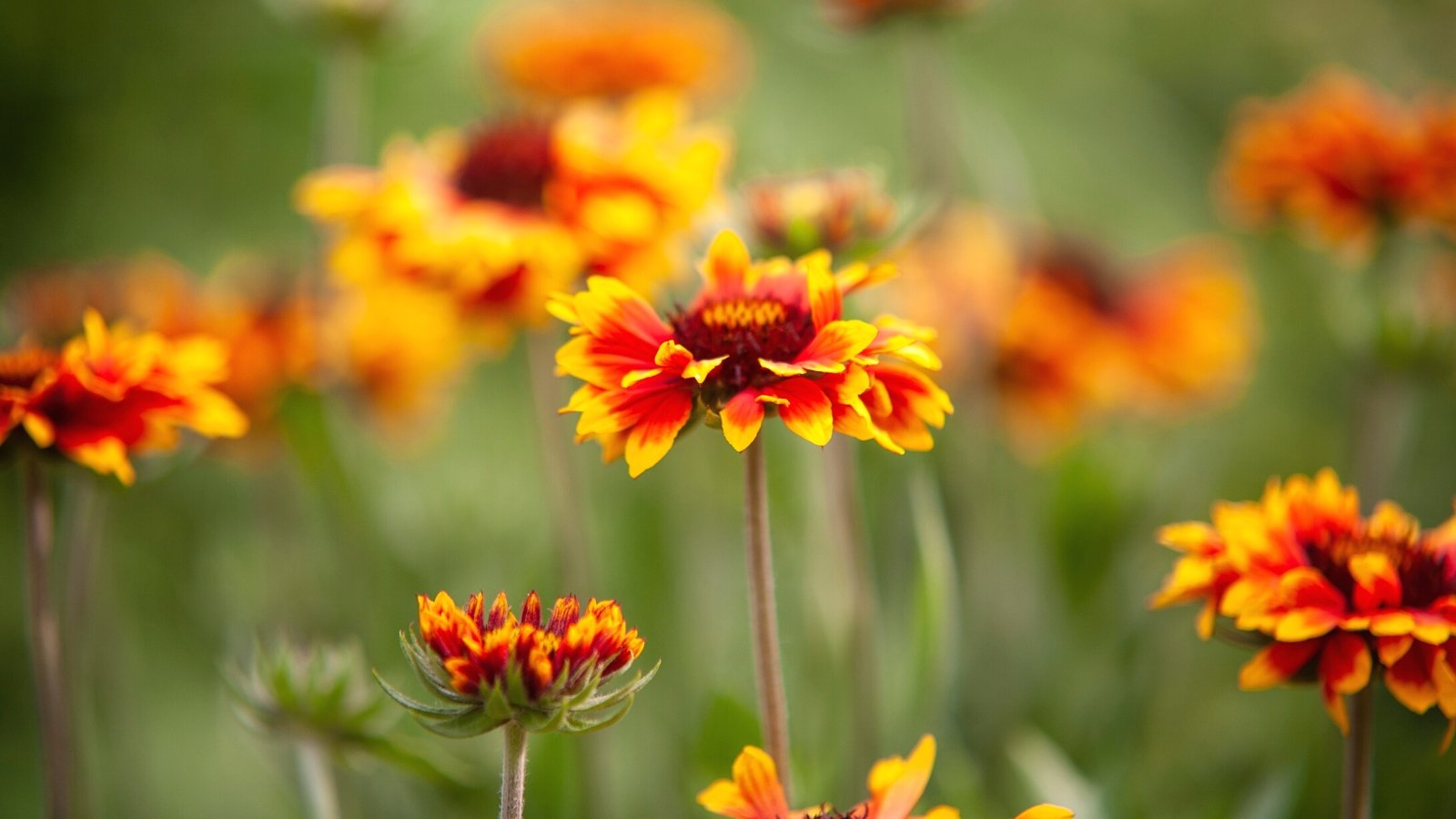 27 Flowering Perennials that Thrive With Neglect