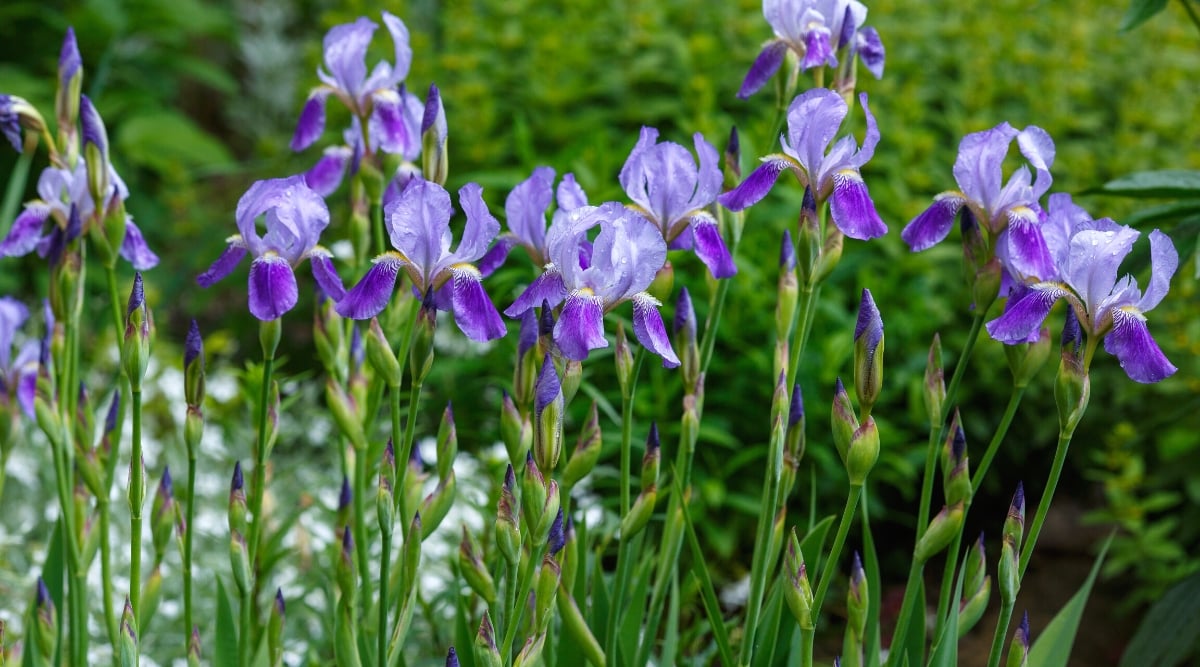 Close-up of blooming irises in the garden. Irises are perennial plants with long, sword-like leaves and showy, colorful flowers. The flowers are large, consist of six petals of purple and light blue hues. The flowers have three upright petals called standards and three drooping petals called falls, which often have contrasting markings or "beards."