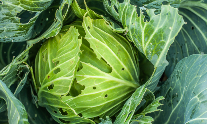 Pest damaged cabbage