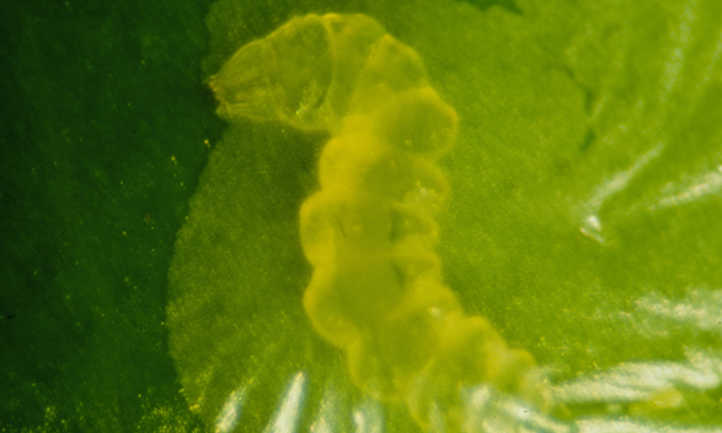 Phyllocnistis citrella larva