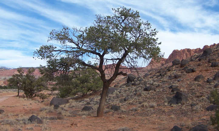 Pinon pine tree