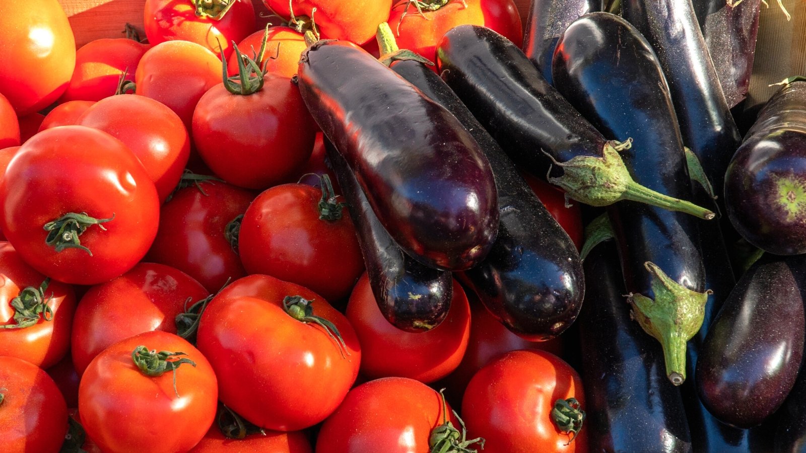 plant tomatoes with eggplant