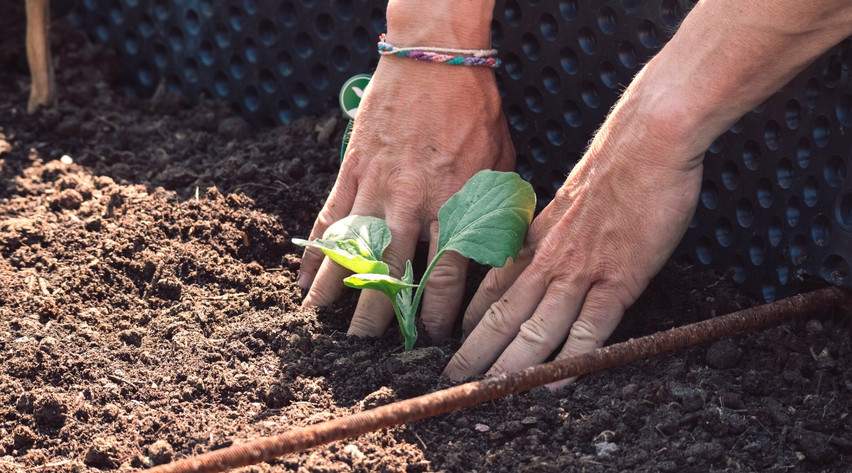 Close-up of male hands planting a young sapling of a cabbage plant into a metal raised bed in a garden. The soil is loose, brown-black in color, with the addition of compost. The seedling is small, a small rosette of round, blue-green leaves with slightly wavy edges.