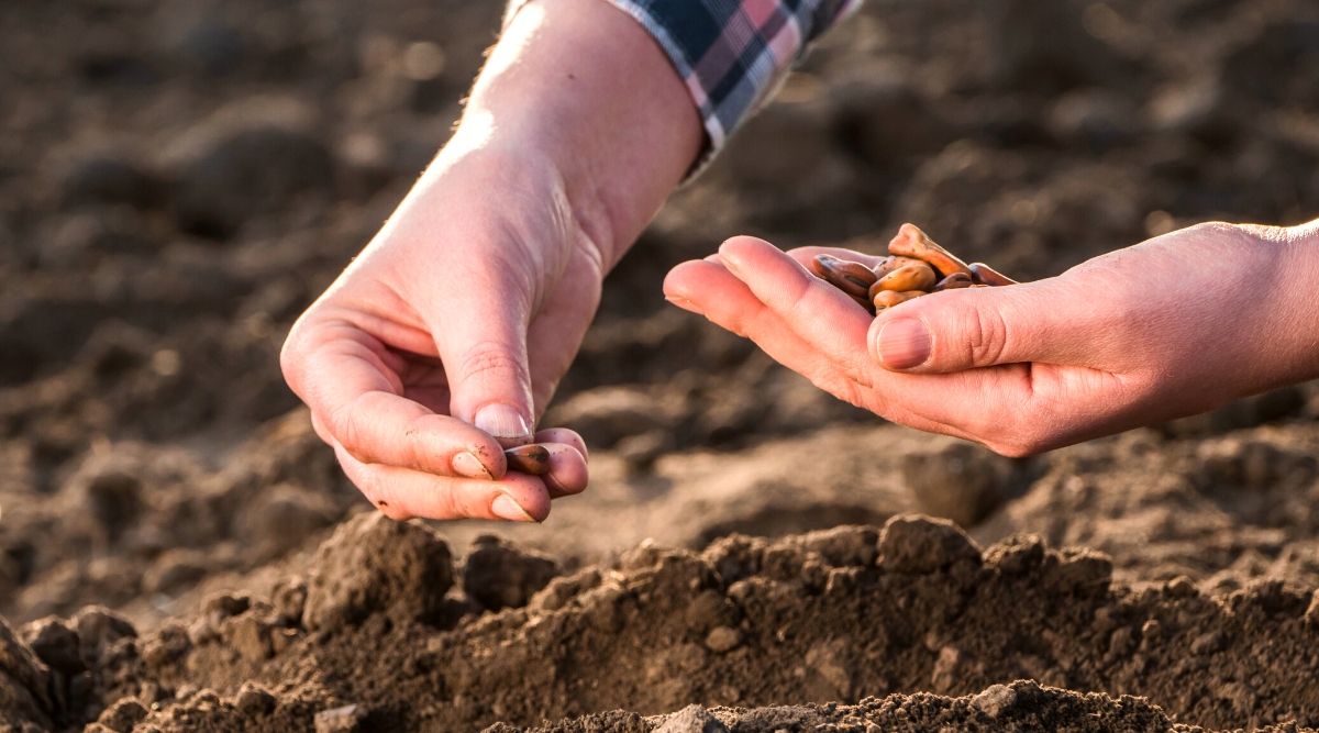 Close-up of a farmer's hands planting seeds in loose soil. Seeds are large, hard, oval-shaped, orange-brown in color. The farmer is dressed in a plaid shirt in shades of blue, pink and white.