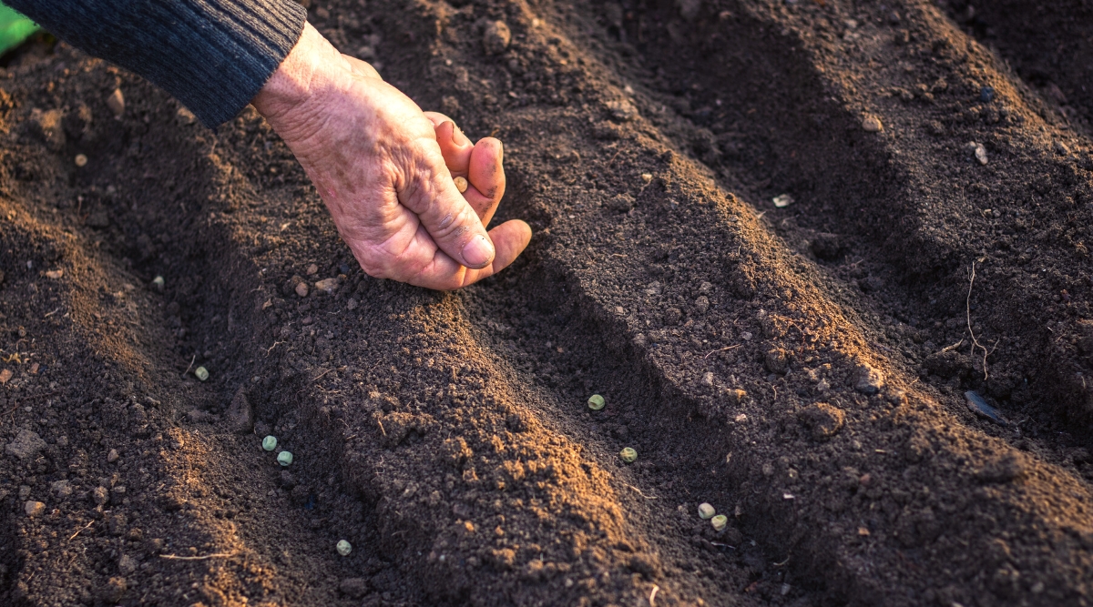 Top view, close-up of a gardener's hand planting small pea seeds in the soil in spring. Pea seeds are small, round, hard, slightly wrinkled, pale green in color.