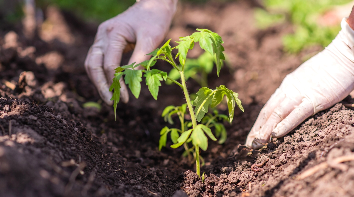 Planting a tomato seedling in the soil, in a sunny garden. Close-up of female hands in white rubber gloves about to cover the base of a planted tomato seedling with soil. The tomato seedling has an upright, short, pale green stem, slightly hairy, and several complex pinnate leaves. The leaves are green in color, consist of oval leaflets with serrated edges.