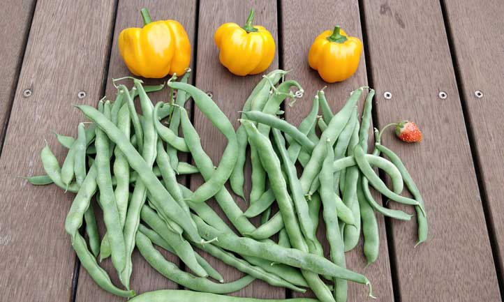 A delicious looking harvest of beans and peppers.