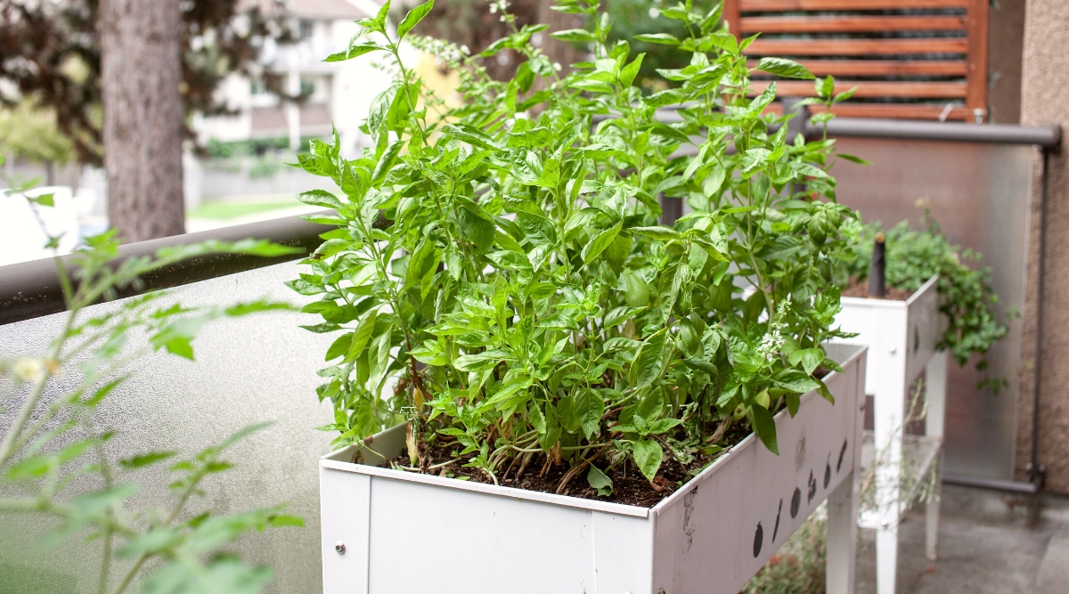 Close-up of a small white portable raised bed with a growing basil plant on the balcony. Basil has upright stems covered with oval, glossy green leaves with smooth edges and pointed tips.