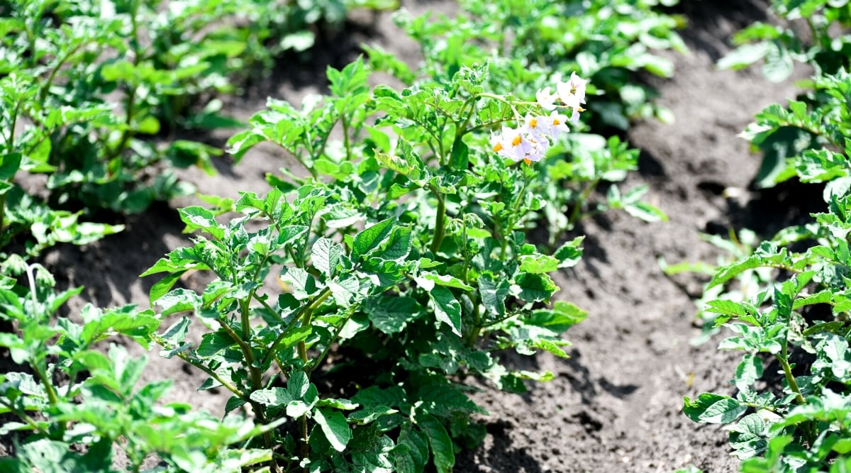 Close-up of garden beds with growing potato bushes. Potato is a herbaceous perennial plant. The leaves of the potato plant are complex and consist of several leaflets. Each leaf usually has 5-7 leaflets, oval or lanceolate, with a slightly serrated or lobed margin. The leaflets are dark green in color and arranged alternately along the stem. The plant produces small white star-shaped flowers.