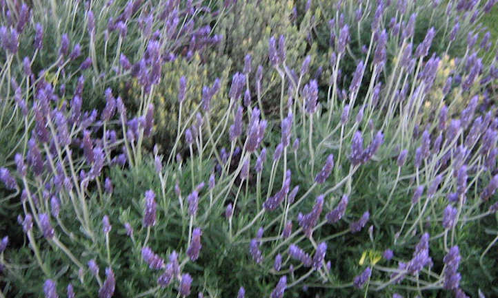 Propagating lavender