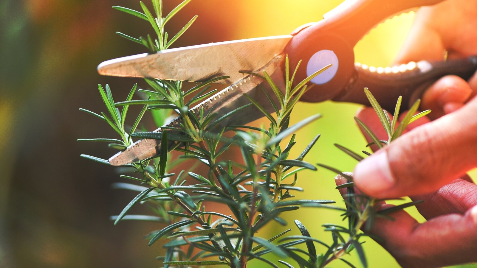 Gardener pruning rosemary plant with black gardening shears and sunlight lighting the process