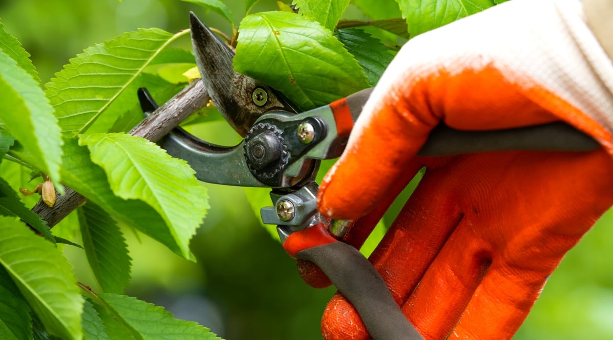 Close-up of a gardener's hand in a red glove pruning a branch with Pruning shears. Pruning shears have black and red handles and two sharp blades. The branch is covered with bright green, oval, serrated leaves.