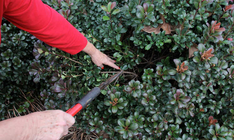 Pruning shrubbery