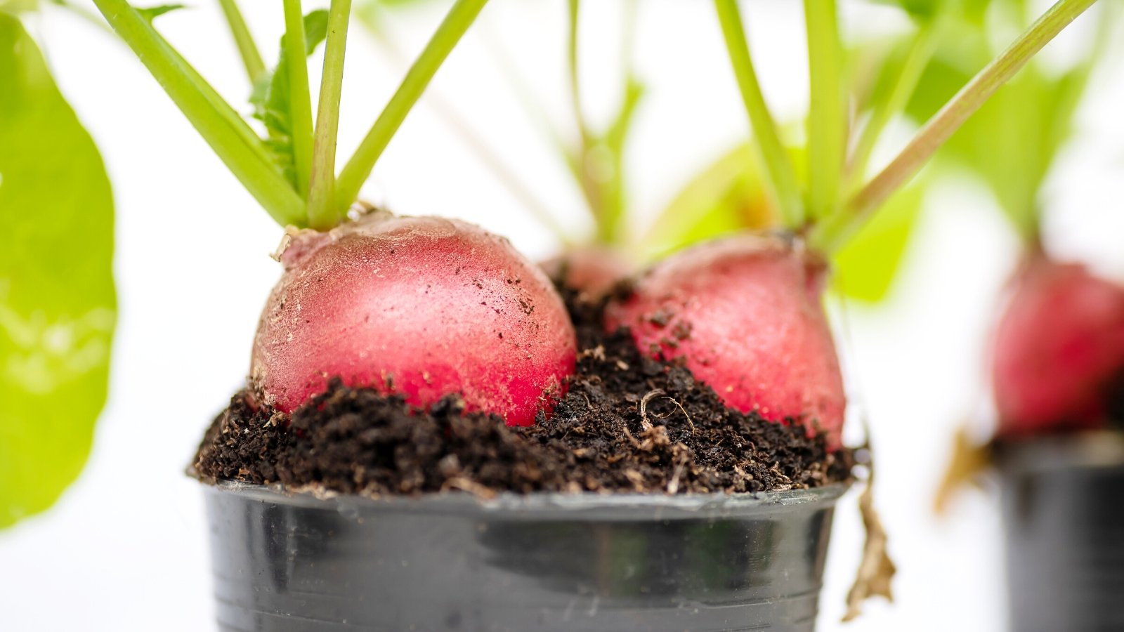 10 Tips for Growing Radishes in Pots or Containers