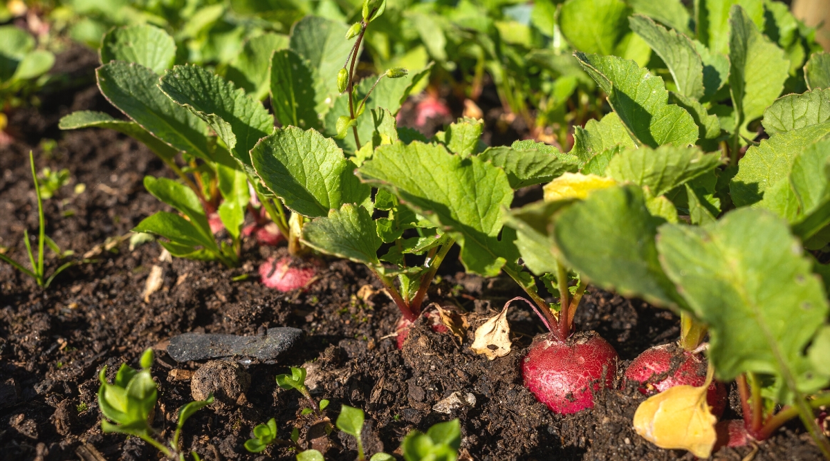 Close-up of a growing radish in the garden. Radish plants have bright green leaves and crunchy, edible roots. The leaves of the radish plant are arranged in a rosette and grow straight from the root. They are oval, with a rough texture, with jagged edges. The roots of the radish are round, firm, edible, pink-red in color.