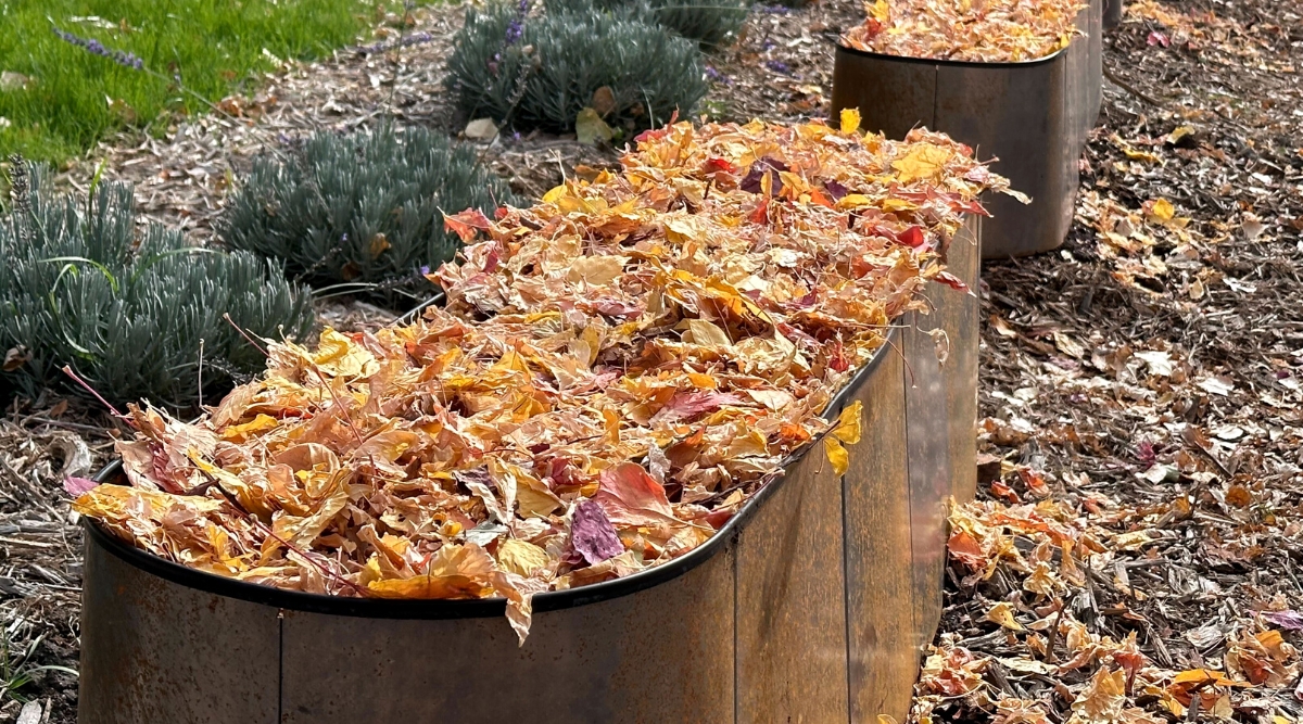 Close-up of iron raised beds with a layer of dry orange leaves in a sunny autumn garden. Raised beds are tall, dark brown, oval in shape. The soil in the garden is completely strewn with autumn dry foliage.