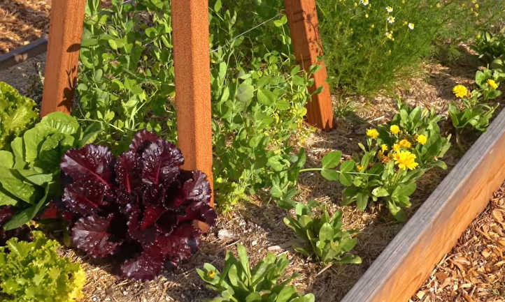 Raised Bed Herb Garden: Spicing Things Up