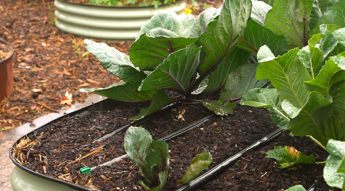 Close-up of an iron raised bed with growing cabbages. Cabbage has beautiful large wide oval green leaves with slightly wavy edges and central white and purple veins. Plants are covered with water drops. The raised bed has a drip irrigation system with black hoses.