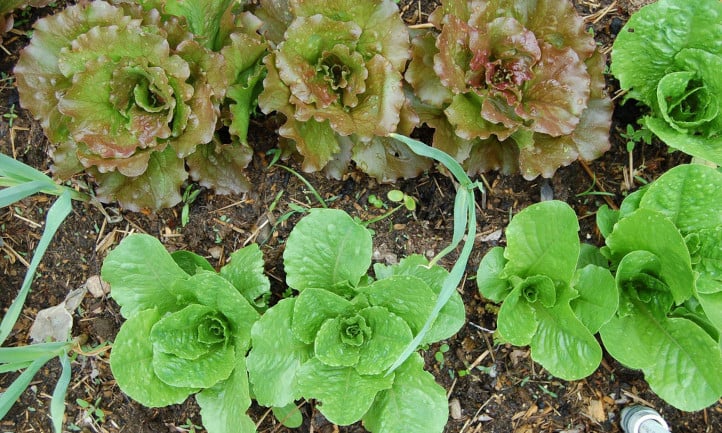 How To Grow Lettuce For Great Harvests All Year Long