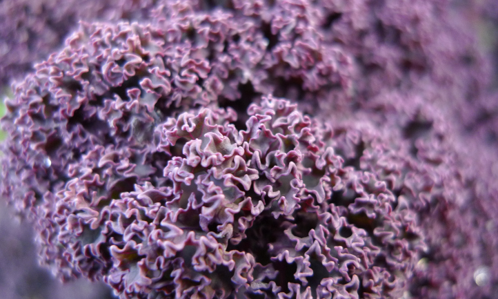 Red kale