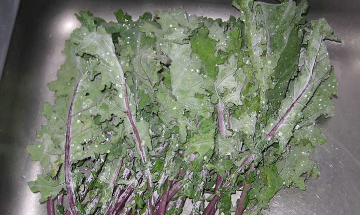 Red Russian kale