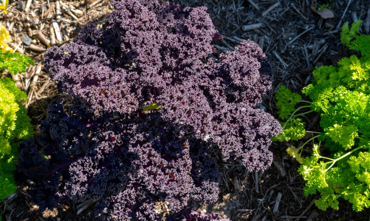 Redbor kale plant