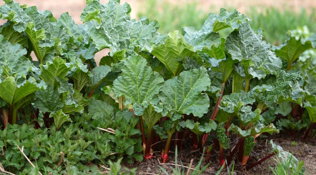 Close-up of a rhubarb plant growing in a garden. The plant has thick fleshy edible stems and large bright leaves. Rhubarb leaves are large and wide, triangular in shape with deeply lobed or serrated edges. The leaves are rich green in color and have a textured surface with prominent veins. Rhubarb stalks are red-green, thick and crunchy in texture.