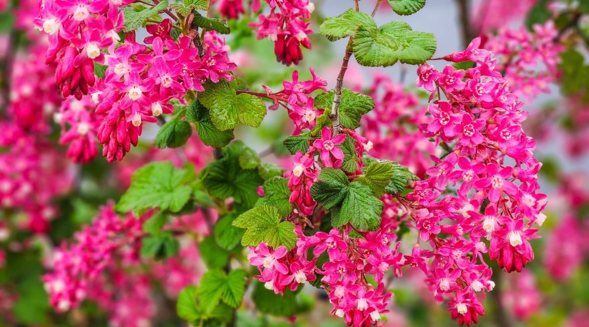 Close-up of a flowering Ribes sanguineum in a garden. Ribes sanguineum, commonly known as red-flowering currant, is a deciduous shrub native to western North America. It has lobed leaves that are green in color. The plant produces clusters of vibrant red or pink flowers. These bell-shaped flowers are attractive to hummingbirds and other pollinators.