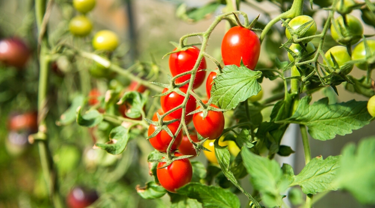 Close-up of ripe tomato fruits in a sunny garden. The fruits are arranged in an elongated cluster. The fruits are small, oval in shape, with a smooth, glossy, bright red skin. The leaves are pinnately compound, consisting of oval green leaflets with coarsely serrated edges.