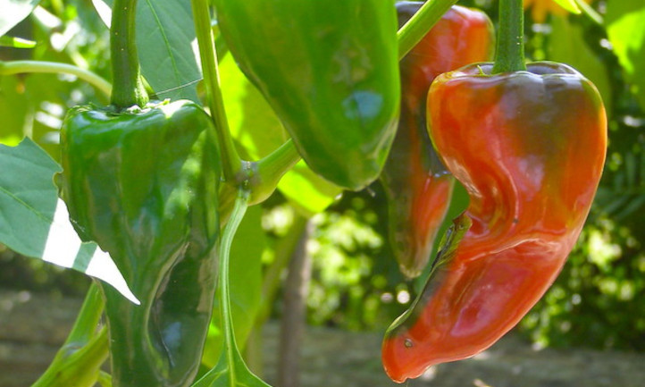 Ripening poblano peppers