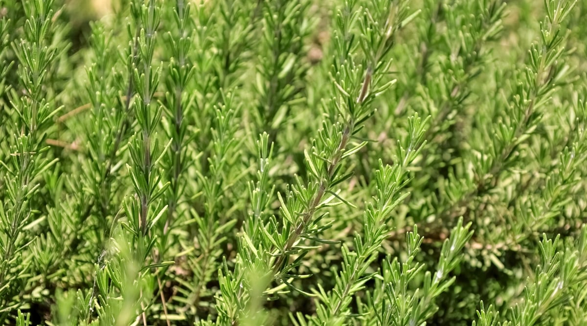 Close-up of a rosemary plant in a sunny garden. It is an evergreen plant with a woody and upright growth habit. Rosemary leaves are needle-like and linear, resembling small pine needles. They are densely arranged along the stems and are dark green on the upper surface and lighter silvery green on the underside.
