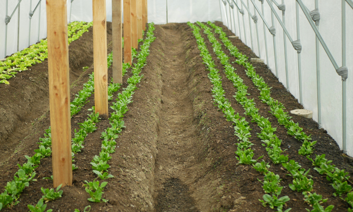 Rows of growing spinach in a garden