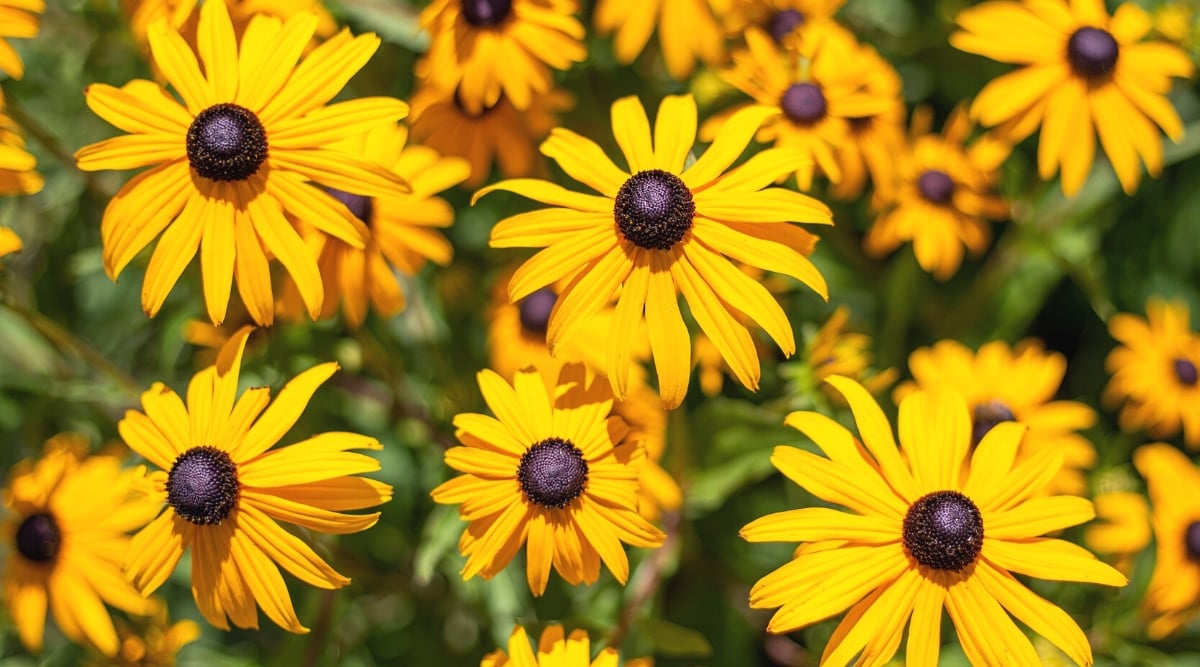 Top view, close-up of blooming flowers of Rudbeckia hirta on a blurred background. The flowers are large, daisy-like, with long bright yellow ray-shaped thin petals with black button centers.