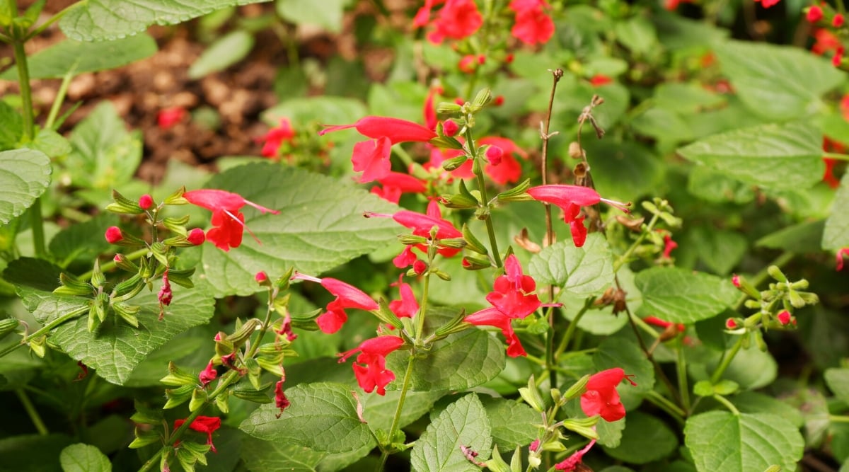 Salvia coccinea, also known as scarlet sage or tropical sage, is an herbaceous perennial plant. The leaves of Salvia coccinea are lance-shaped and have a bright green color. The flowers are tubular in shape and grow in dense clusters, attracting hummingbirds and butterflies.
