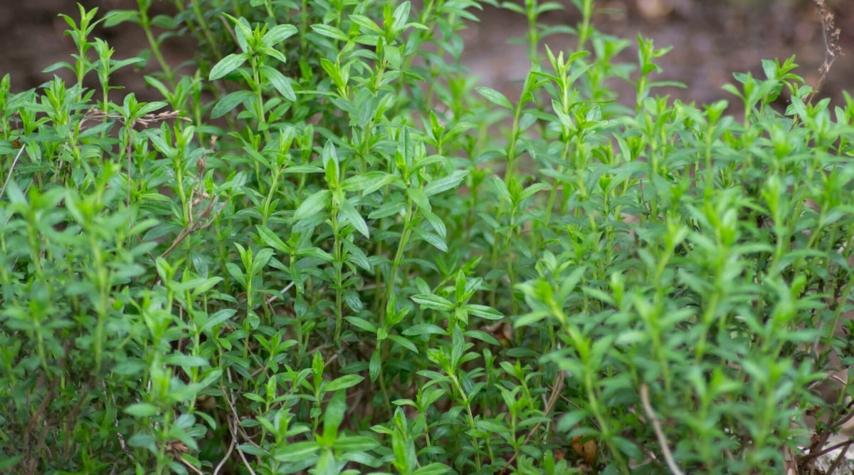 Close-up of a savory plant in the garden. It is a small herbaceous annual or perennial plant with fragrant leaves. Savory leaves are small and elongated, lanceolate in shape, with smooth edges and a glossy dark green color. The leaves are arranged oppositely along the stems, which are thin and branched.