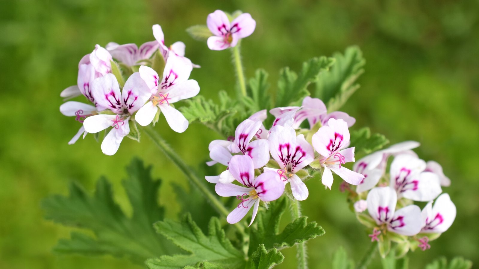 17 Scented Geraniums For Your Flowerbeds