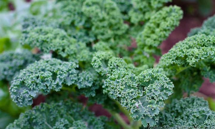 9 Kale Varieties You’ll Want To Grow