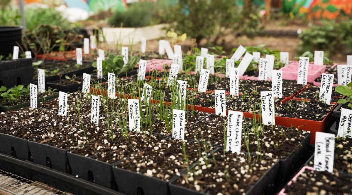 Seedlings planted in epic gardening seed trays. Some are red and some are black with seed starting soil and plants that are labeled in each tray.