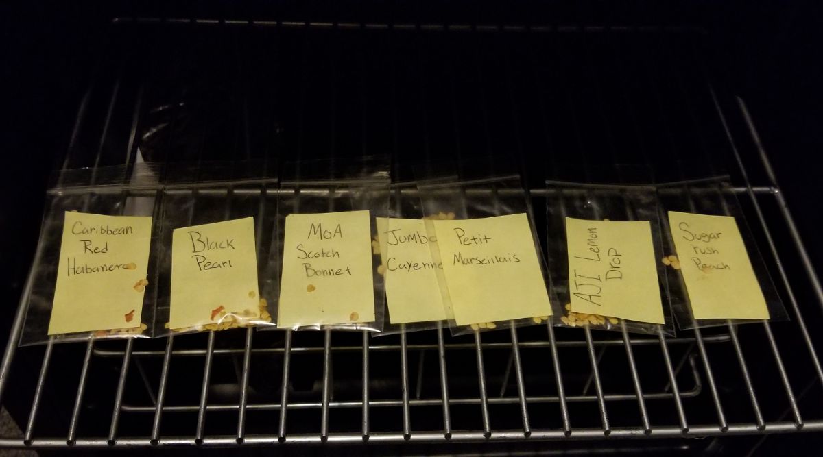 Another peek into the cold beverage refrigerator. The 7 types of seeds on this shelf are lined up in separate plastic bags. Each is labeled with a yellow post it. From left to right: Carribbean Red Habanero, Black Pearl, MoA Scotch Bonnet, Jumbo Cayenne, Petit Marseilais, AJI Lemon Drop, and Sugar Rush Peach. 