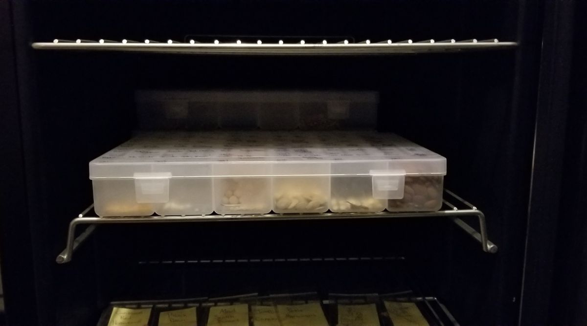 A view inside a dark beverage cooler. The shelves are wire racks, and the top shelf is empty. The second shelf contains a clear plastic bin that has various seeds in its compartments. The shelf below has a line of seeds, with each type in a separate plastic bag, and labeled with yellow post-its.  
