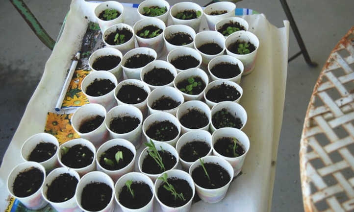 Seeds Not Germinating? Try These Fixes