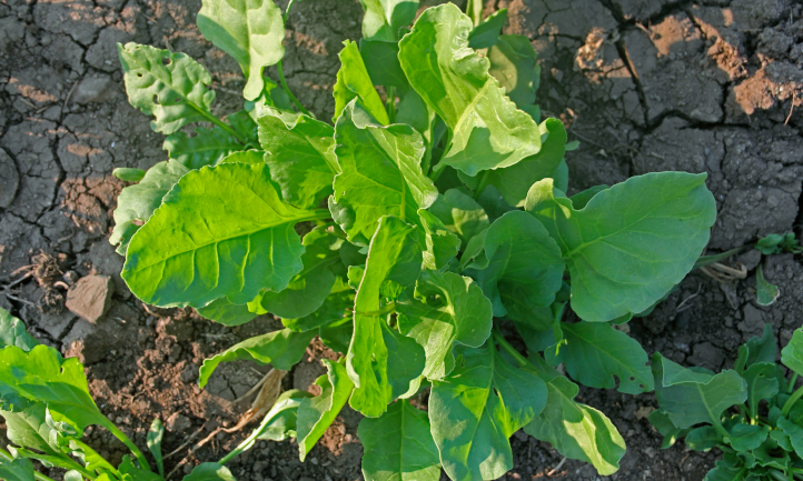 A semi-savoy spinach variety