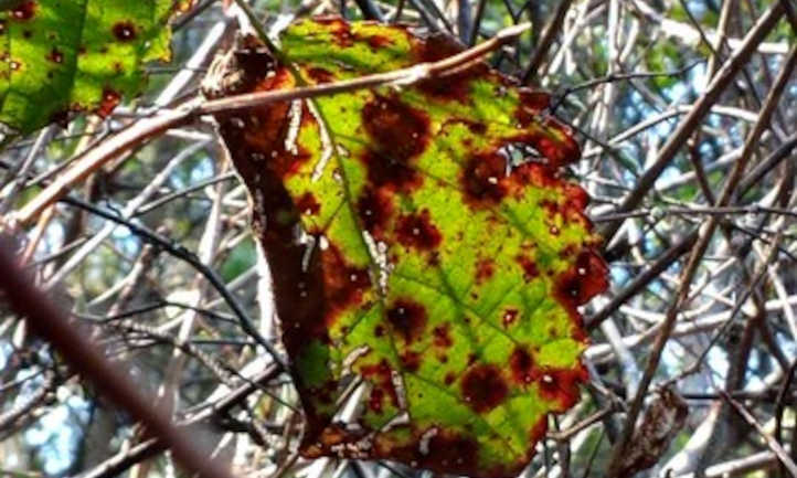 Septoria brown spot on blackberry leaf