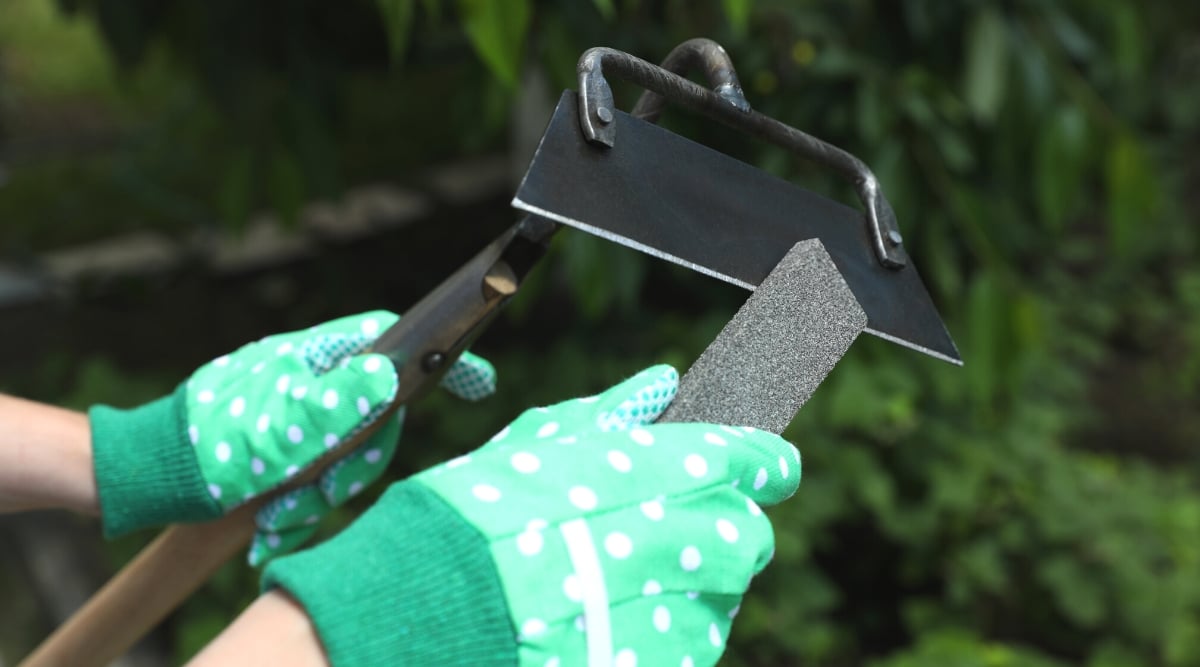 Close-up of female hands in green gardening gloves with white polka dots sharpening a straight-edge hoe gardening tool in the garden. The tool consists of a long wooden handle attached to a flat black rectangular blade. The blade is positioned perpendicular to the handle for efficient cutting and pushing movements in tillage.