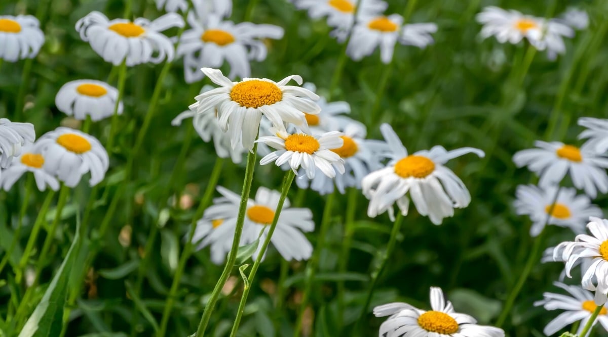 Close-up of flowering Shasta Daisy plants, scientifically known as Leucanthemum x superbum, in a sunny garden. Shasta Daisy leaves are lanceolate, dark green, with slightly serrated margins. They grow in a rosette, forming a dense clump of foliage at the base of the plant. Shasta Daisy flowers are large and daisy-like, with white or cream petals with a bright yellow centre, known as disc florets.